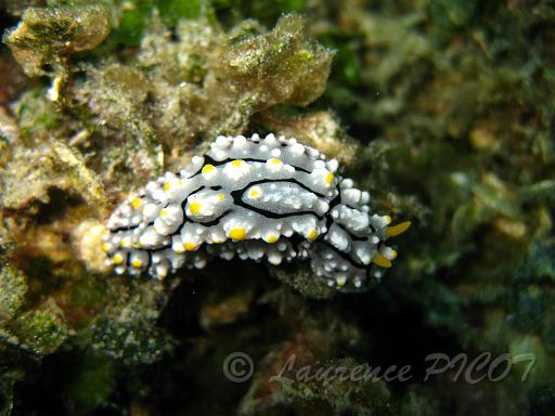 Phyllidia elegans.JPG - Philippines - les Visayas